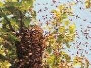 nido di vespe.jpg